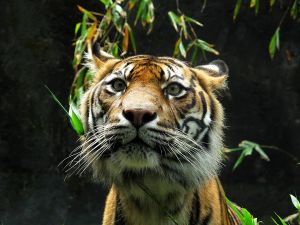 Sumatran Tiger Face 